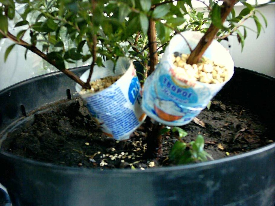 Окулировка персика на сливу