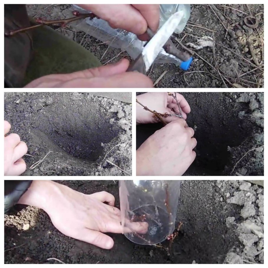 Окулировка щитком