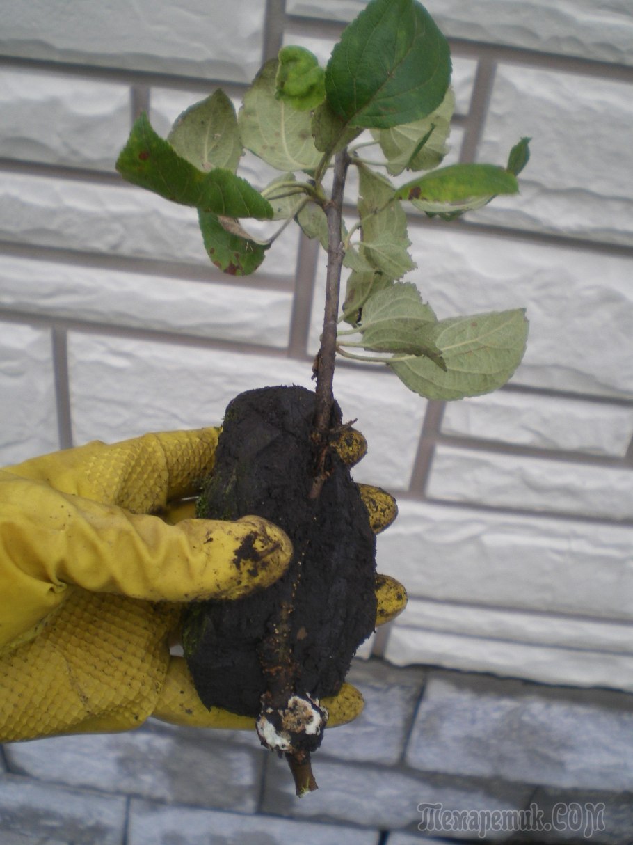 Вегетативное размножение прививки