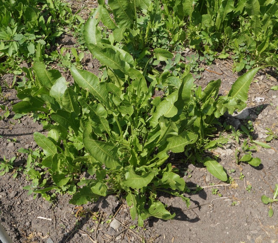 Armoracia Rusticana Gaertn