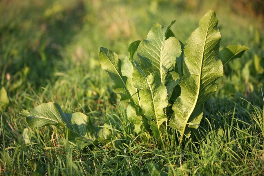 Хрен обыкновенный Armoracia Rusticana