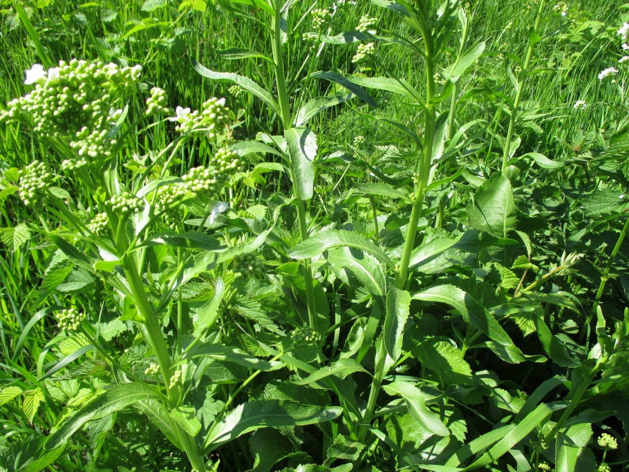 Armoracia Rusticana Gaertn