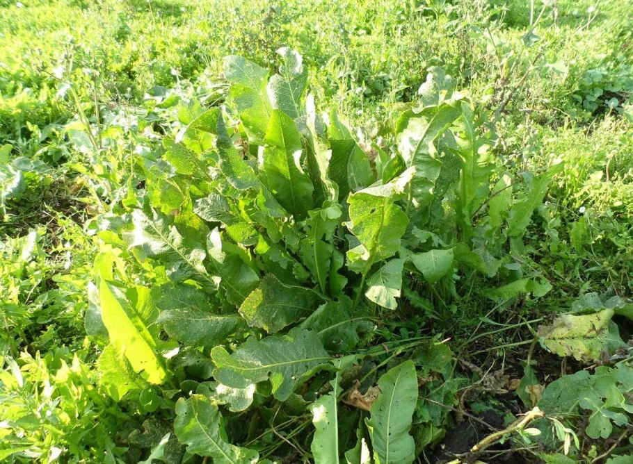 Armoracia Rusticana Gaertn