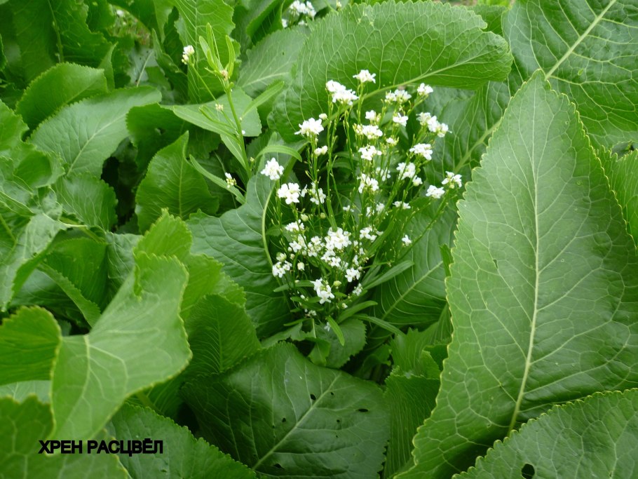 Хрен дикорастущий