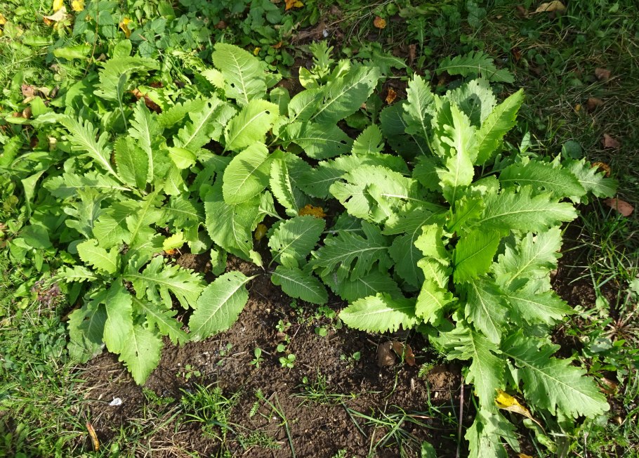 Зеленая хрень