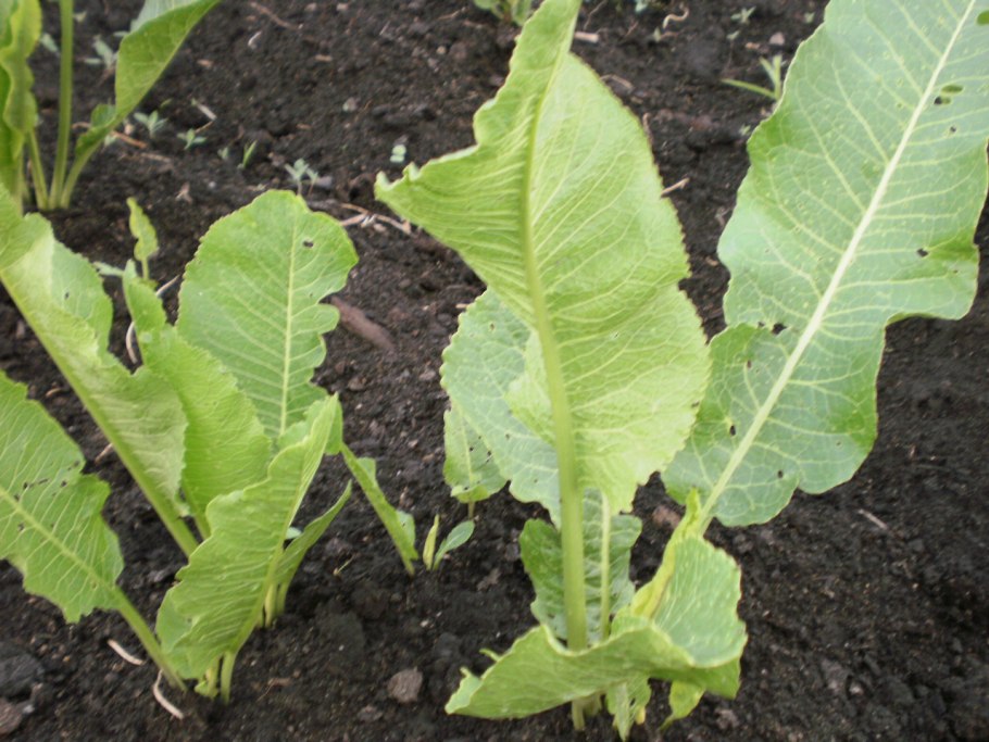 Сорта хрена