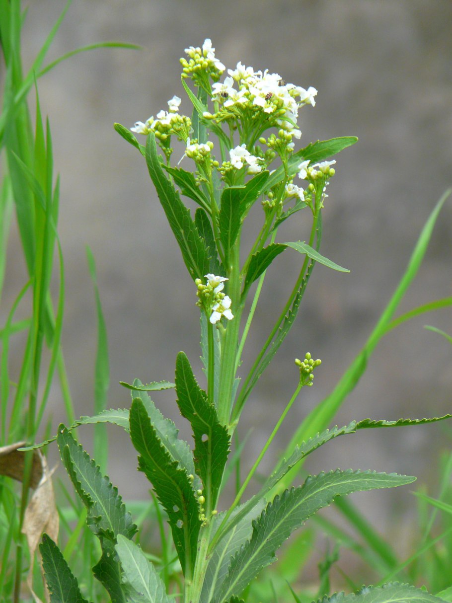 Хрен обыкнове́нный