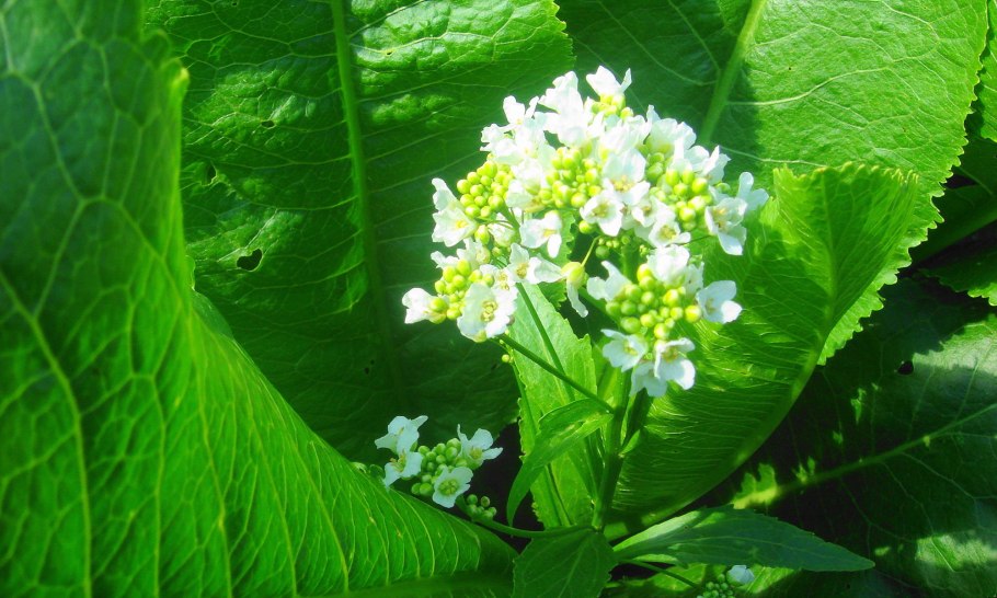 Armoracia Rusticana Gaertn