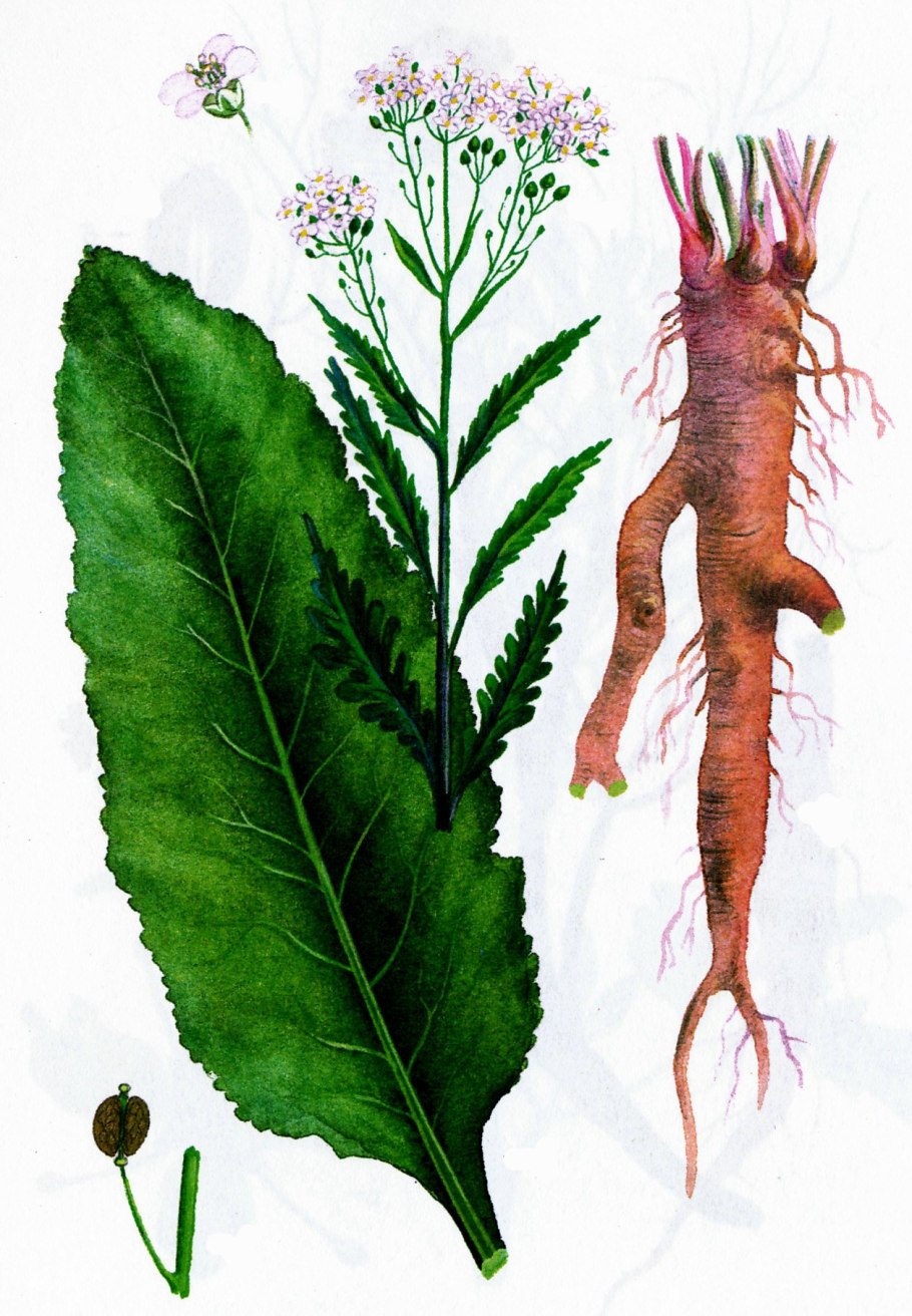 Арморация рустикана