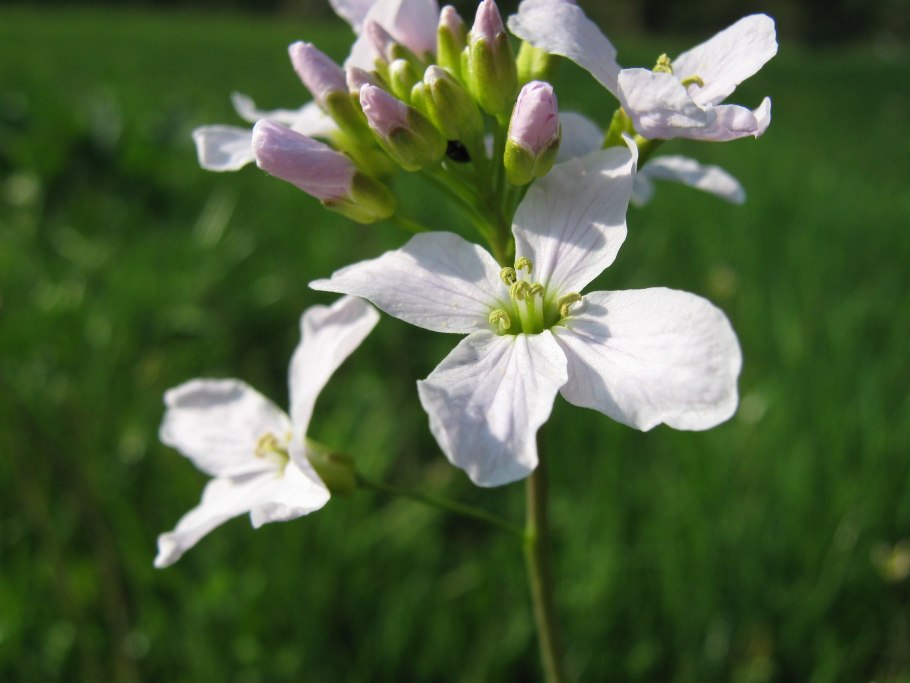 Хрен обыкновенный Armoracia Rusticana