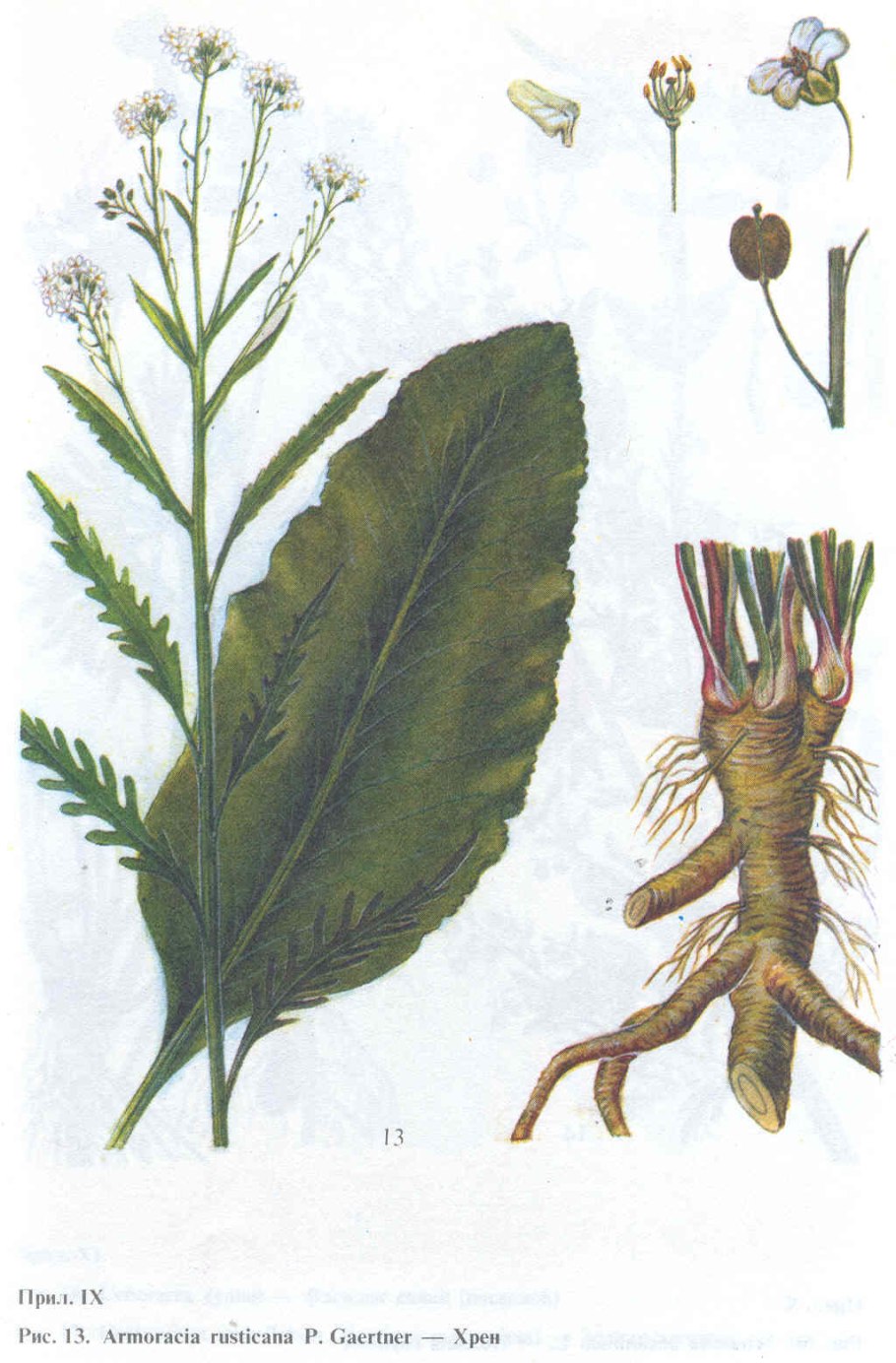 Хрен Луговой