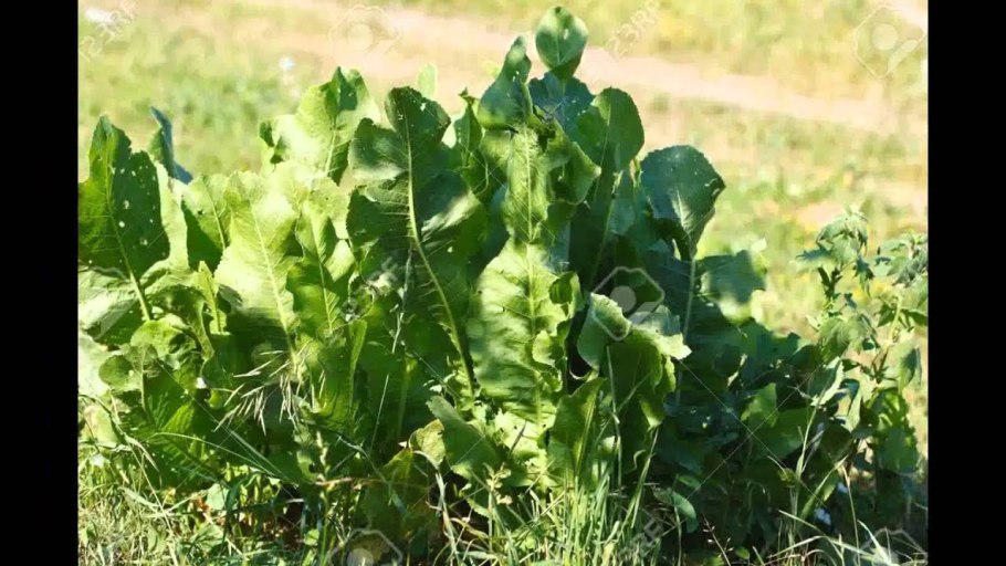 Хрен цветение