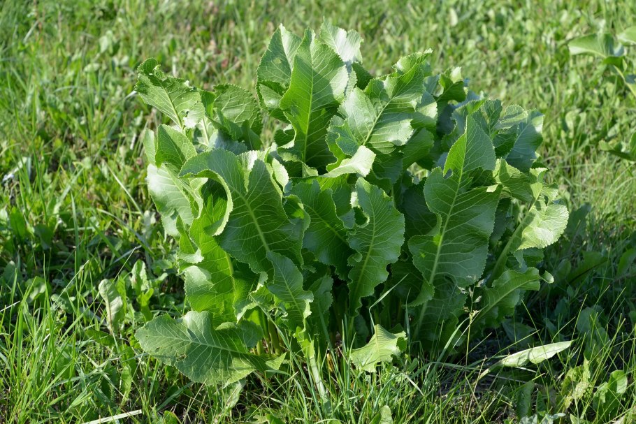 Сорняк похожий на листья хрена