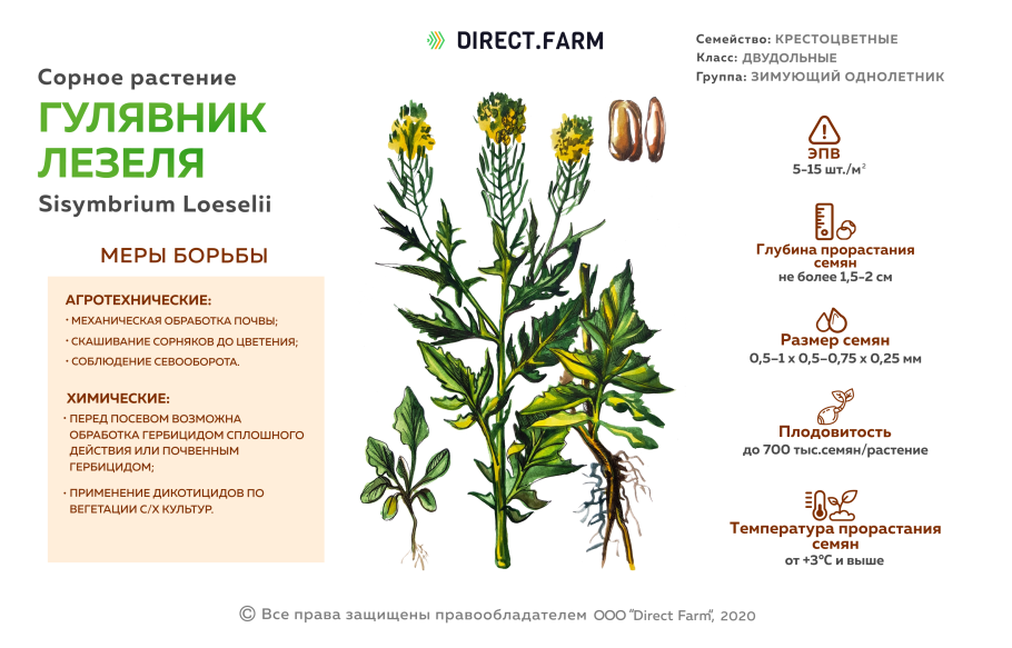 Хрен огородный