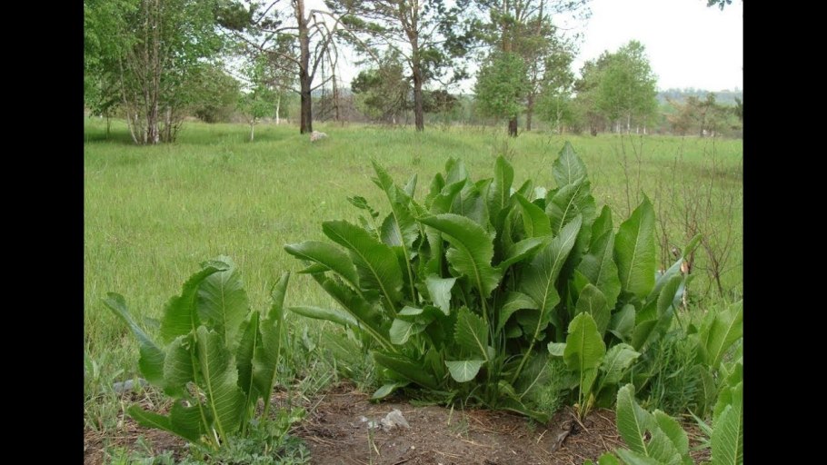 Хрен обыкновенный Armoracia Rusticana