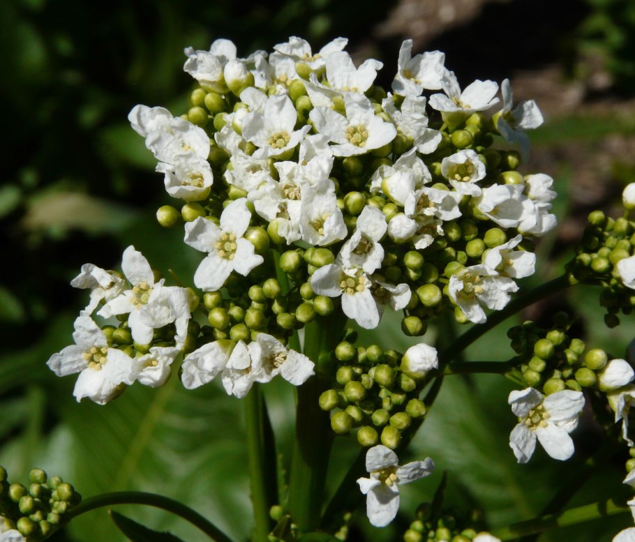 Хрен Вариегата