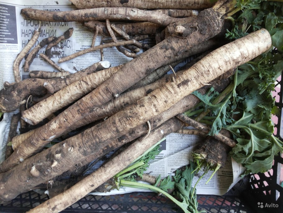 Катран Пикадром растение