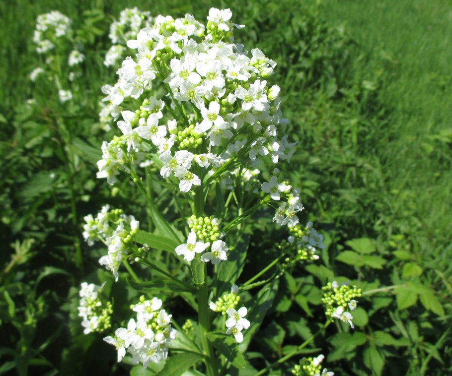 Хрен обыкновенный Armoracia Rusticana