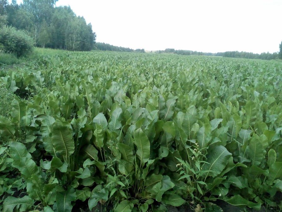 Веселый хрен