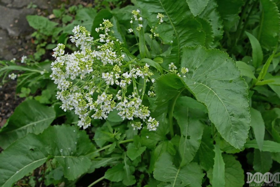 Armoracia Rusticana цветок