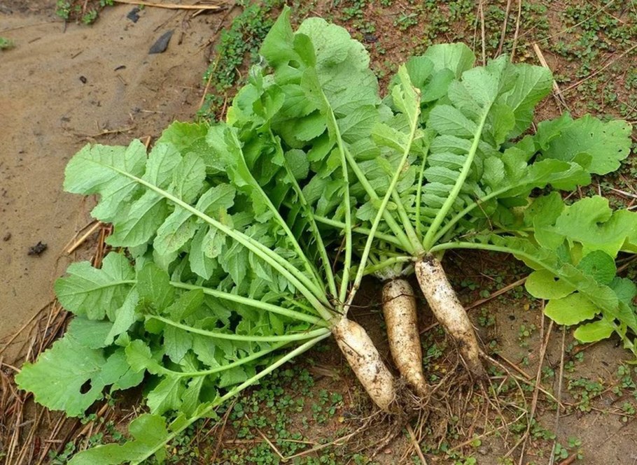 Armoracia Rusticana цветок