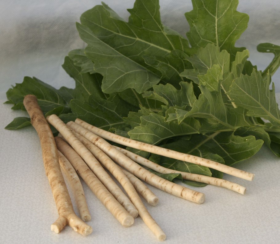 Хрен обыкнове́нный