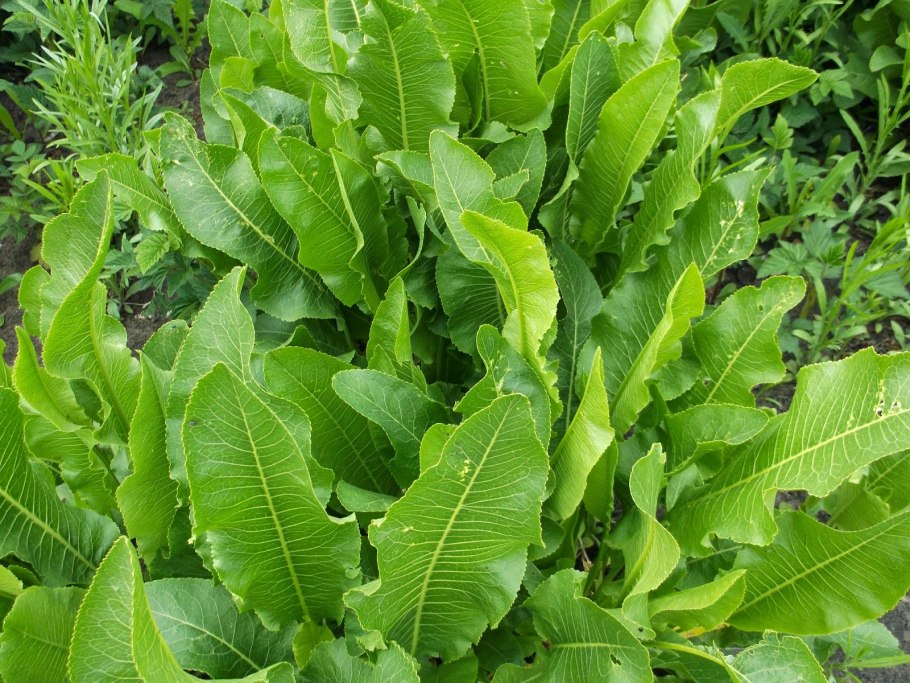 Листья хрена