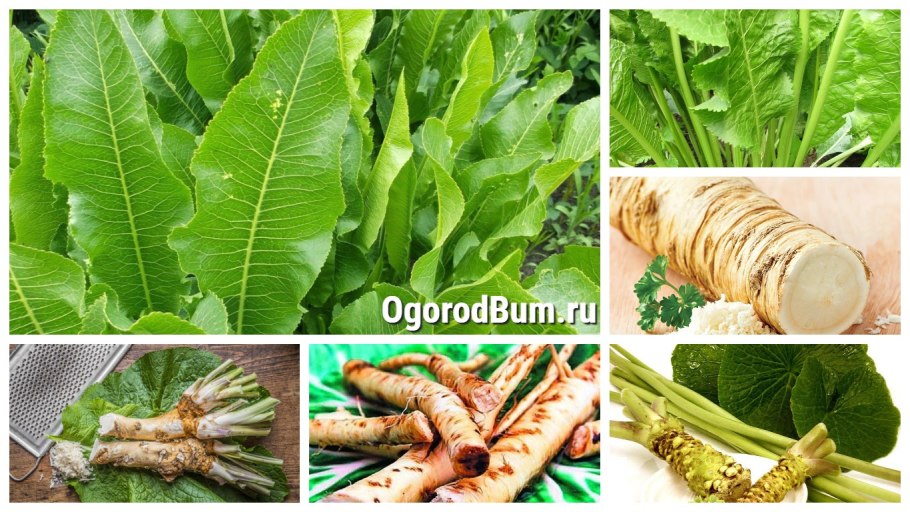 Хрен обыкновенный Armoracia Rusticana