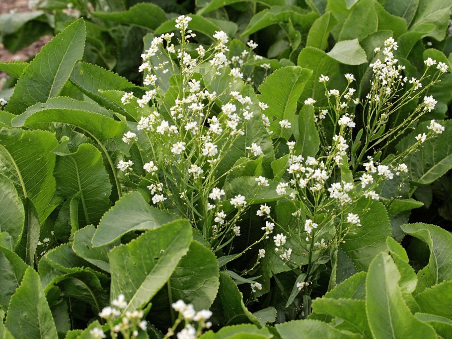 Листья хрена для выведения солей