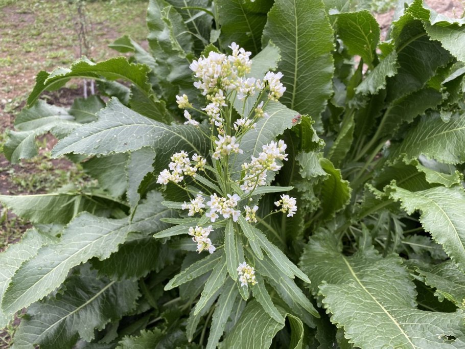 Armoracia Rusticana цветок