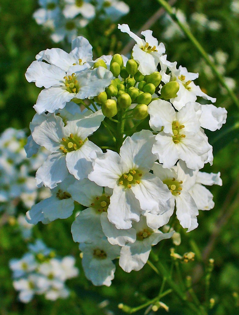 Armoracia Rusticana Gaertn