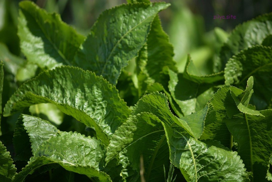 Armoracia Rusticana Gaertn