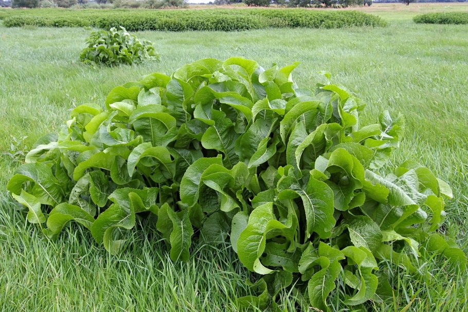 Хрен обыкновенный (корневище)