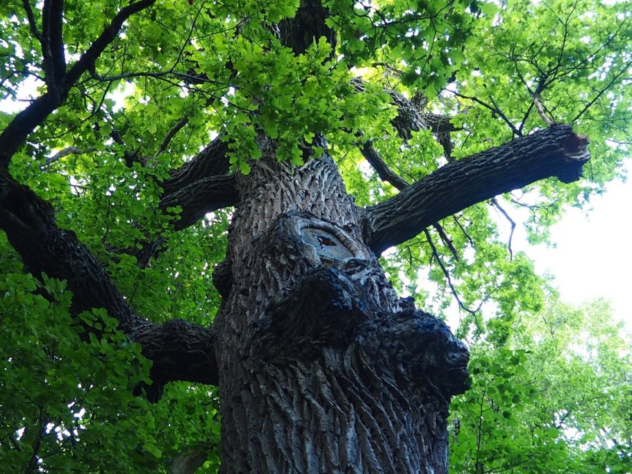 Дуб Пугачева в Марий Эл