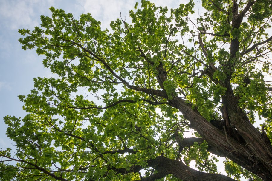 10 Крупных деревьев в Израиле