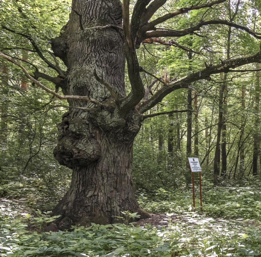 Румскулла дуб