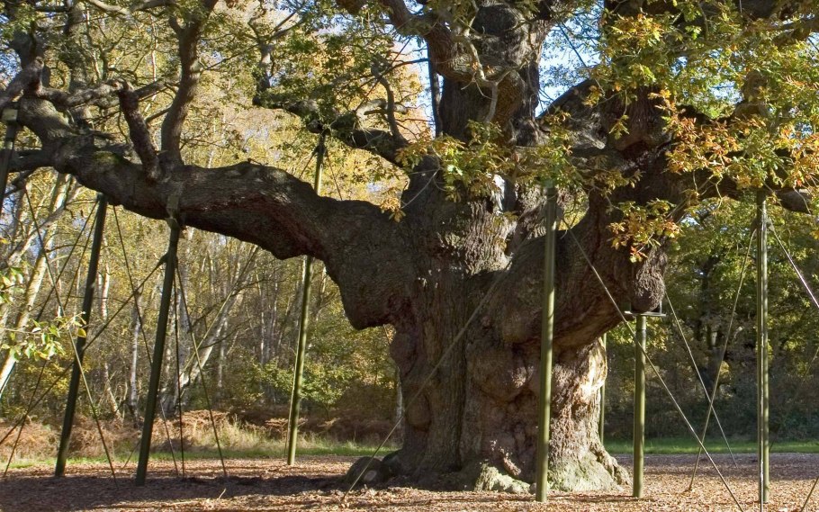 Дуб черешчатый крона