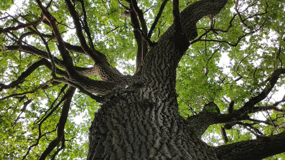 Самый старый дуб в России