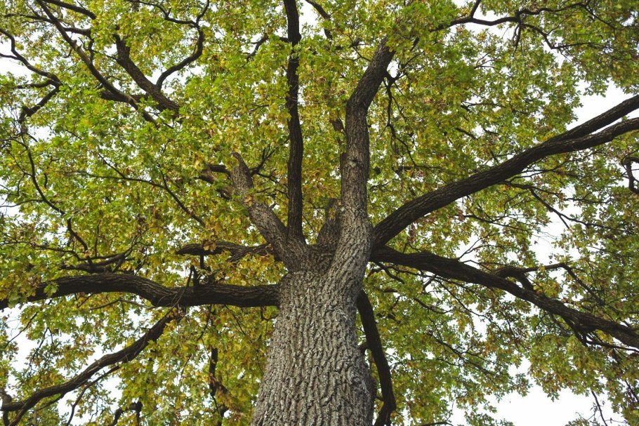 Дуб Киреметь Чувашия