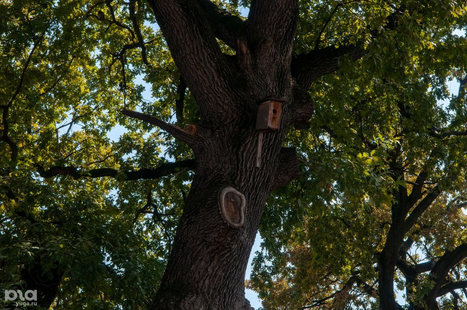 Шервудский лес дуб майор