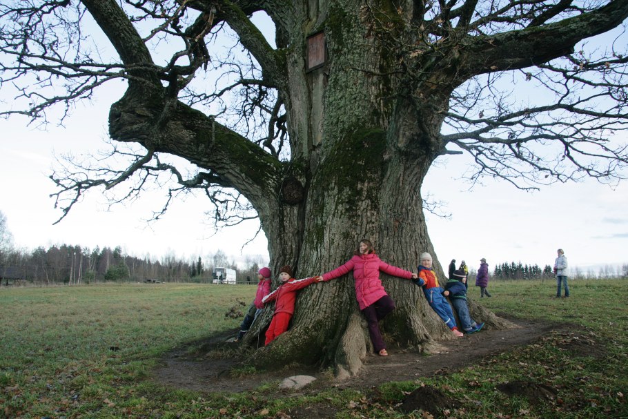 Дуб с резными листьями