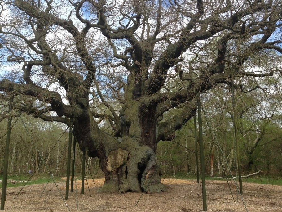 Стелмужский дуб в Литве
