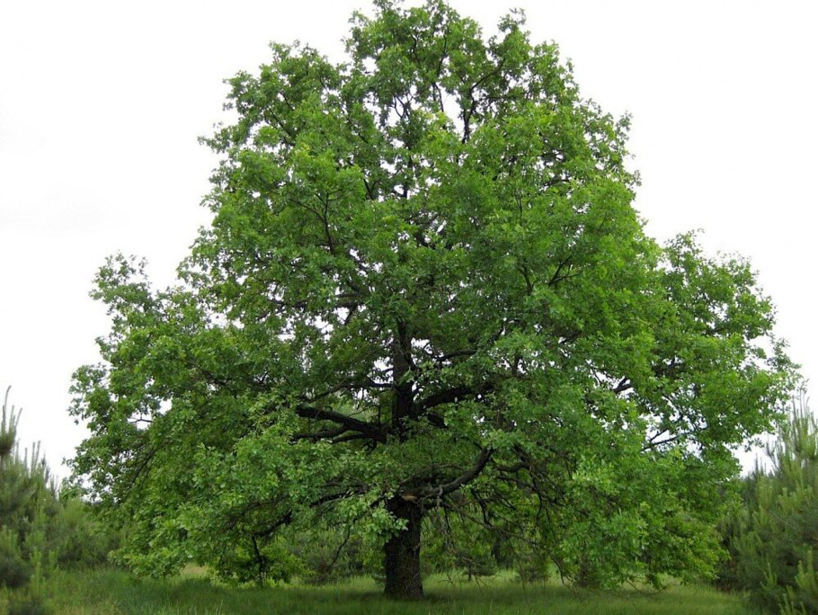 Дуб черешчатый (Калининградская область)