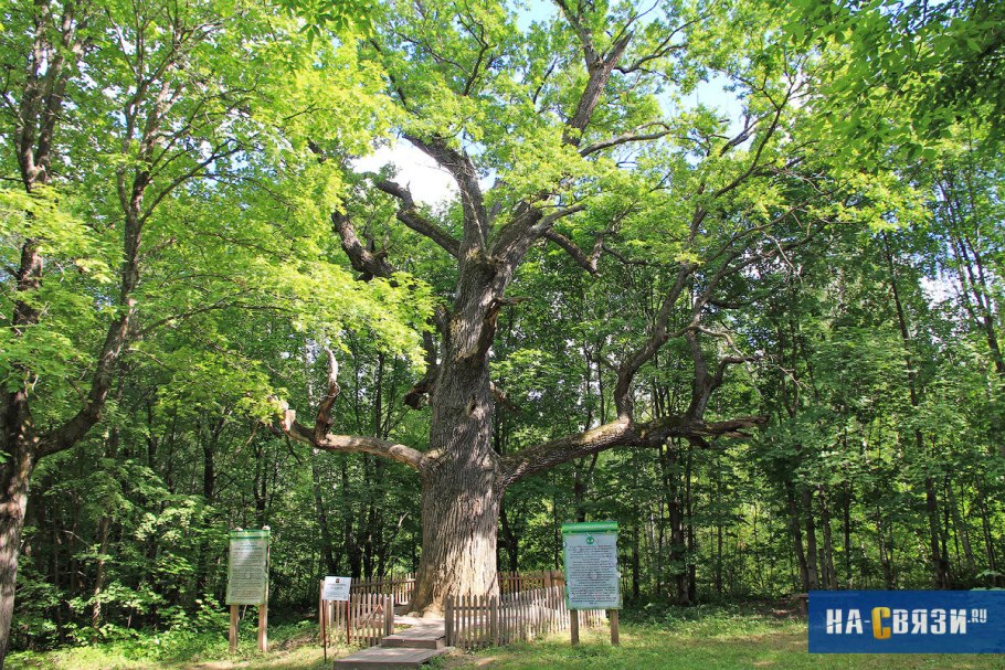 Quercus Robur Timuki