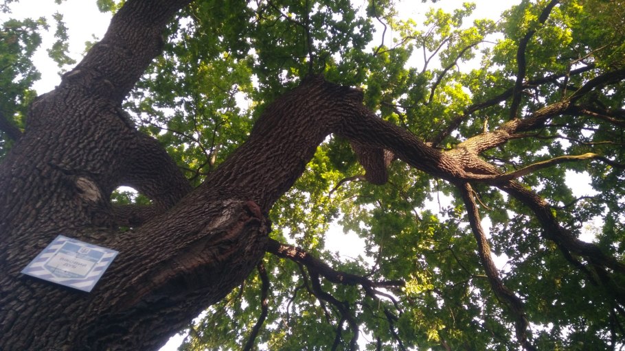 Большая ветка дерева