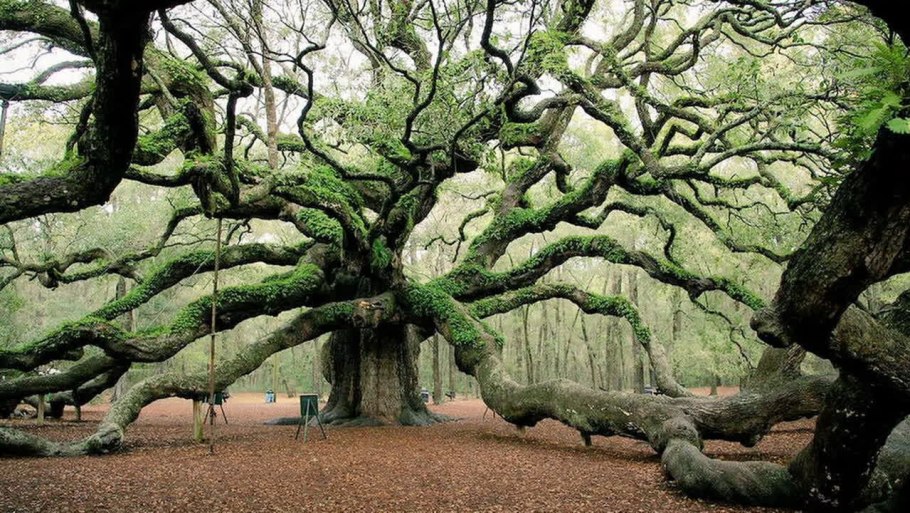 Дуб черешчатый раскидистая крона