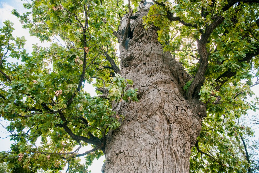 Дуб Пушкина в Михайловском