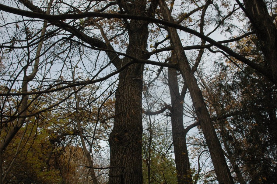 Панский дуб Белгородская область