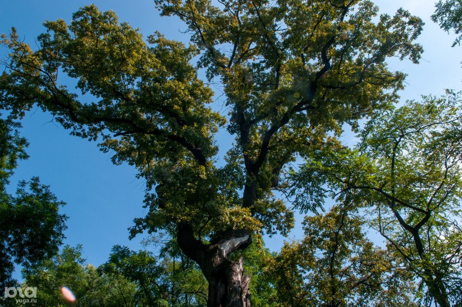 Памятник природы старейшина чувашских Дубов