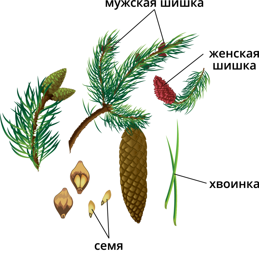 Информация о сосне